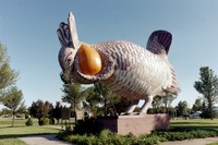 Prairie Chicken